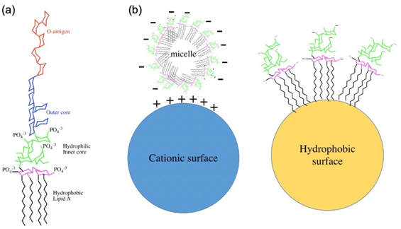 Fig.1 Overview of the endotoxin from Escherichia coli. (a) Chemical structure of endotoxin. (b) Endotoxin exhibits a net negative charge in pharmaceutical solutions. (Schneier, 2020)