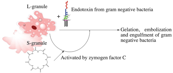 Fig.1 Endotoxin-induced defense mechanisms in circulating hemolymphs of horseshoe crabs. (Mason, 2019)