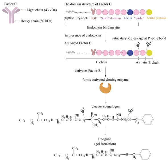 Fig.2 Coagulation cascade in horseshoe crab blood. (Mason, 2019)