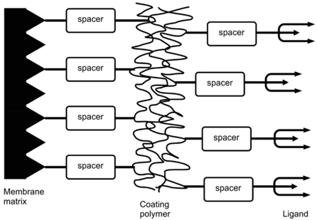 Fig.1 Schematic representation of membrane adsorber structure. (Almeida, 2016)