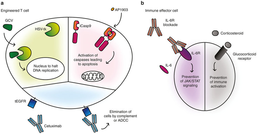 Management of chimeric antigen receptor (CAR) T-cell toxicity