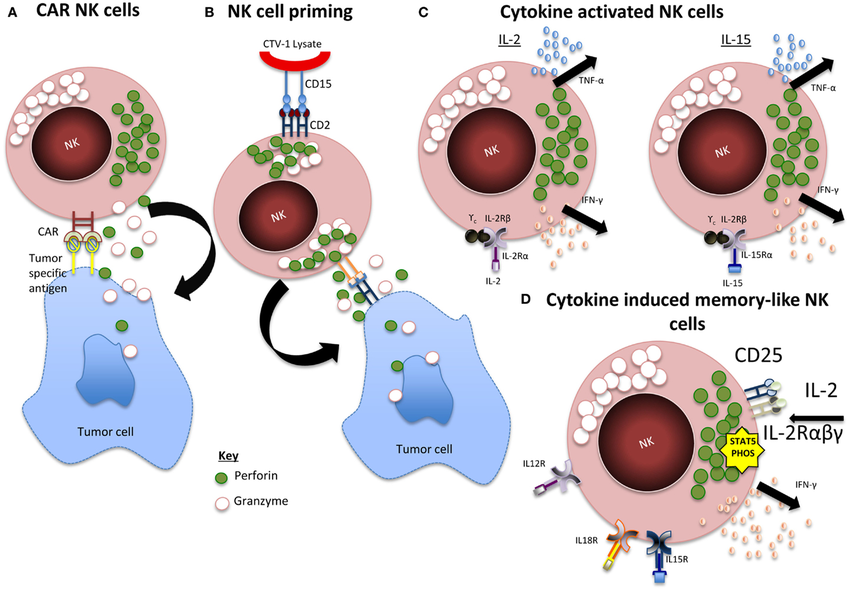 TCR-T-and-CAR-T-NK-MA-Cell-Activation-and-Expansion-3.png