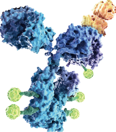 Fig.1 ADC’s structure. (Creative Biolabs Original)