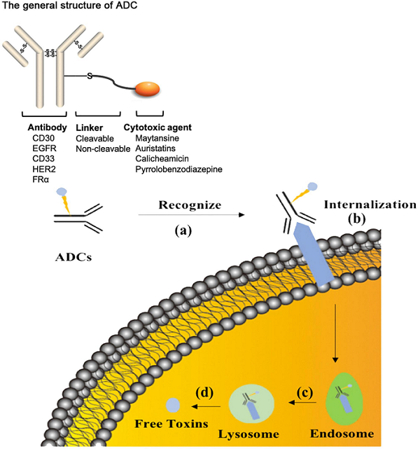 Fig.2 ADCs’ function process. (Tang, et al., 2019)