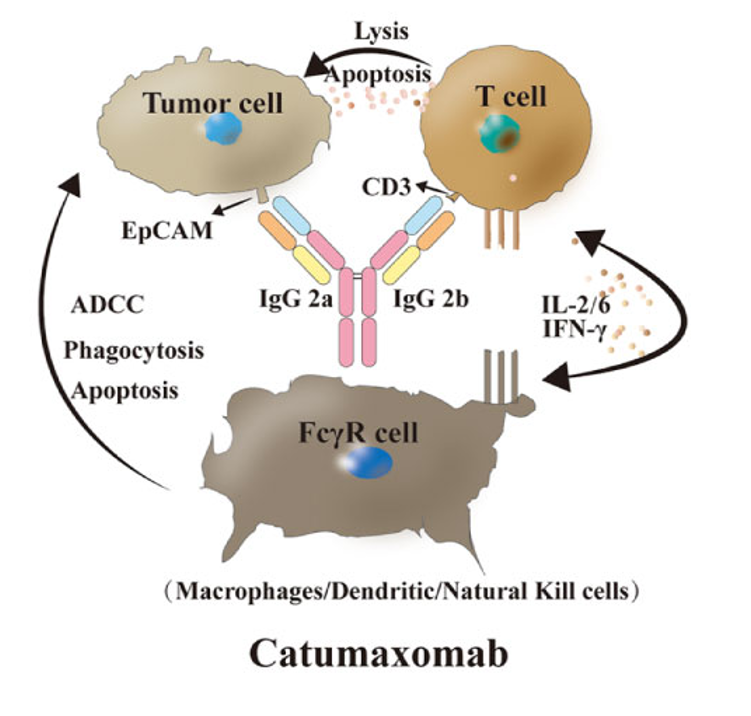 Fig.1 Catumaxomab’s mechanism. (Ma, et al., 2021)