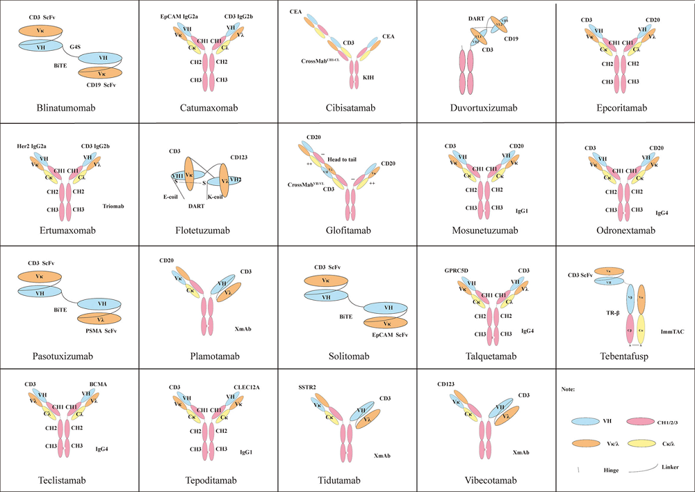 Fig.2 Classic BsAbs structures with CD3 as one target. (Ma, et al., 2021)