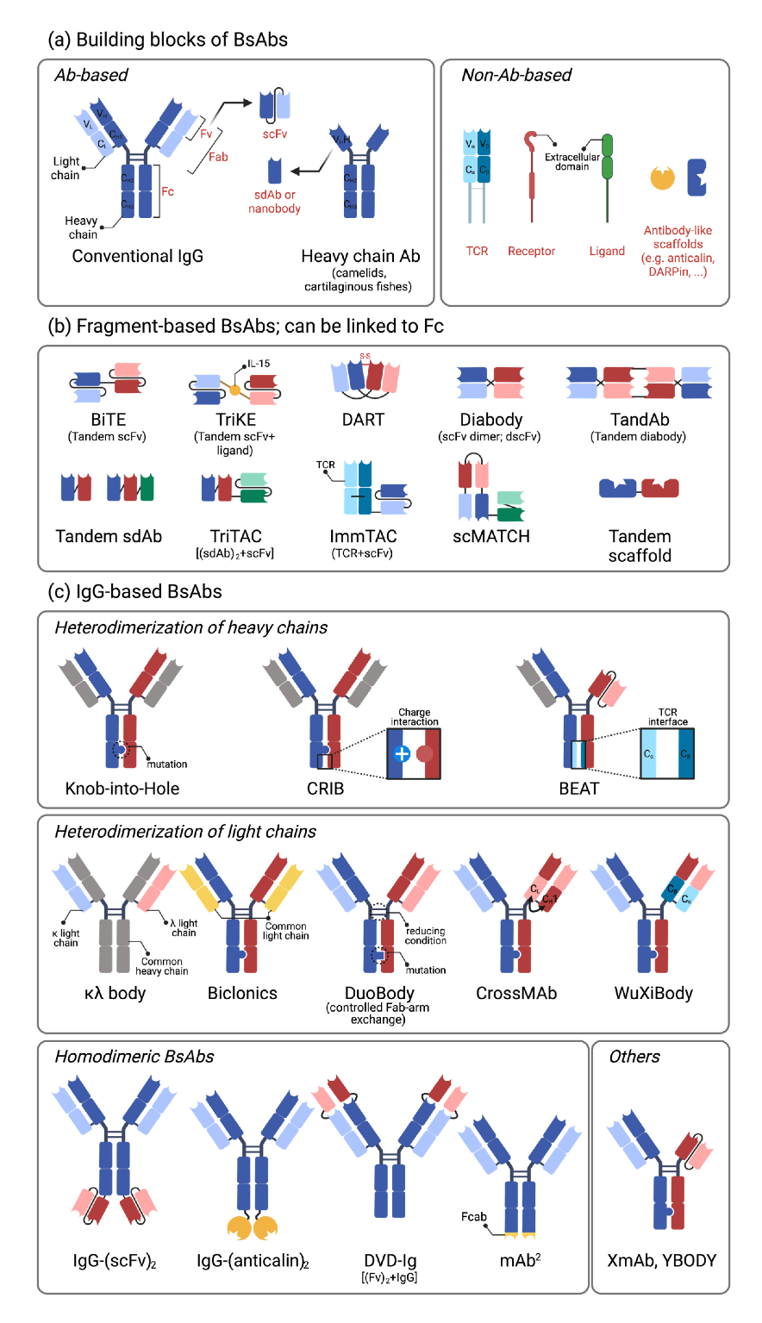 Fig.1 Bispecific antibodies' components and formats. (You, et al., 2021)