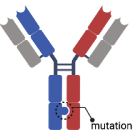 Fig.2 Knobs-into-holes BsAb IgG. (You, et al., 2021)