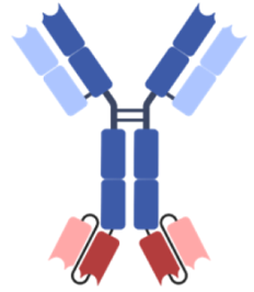 Fig.3 Ig-scFv fusion. (You, et al., 2021)