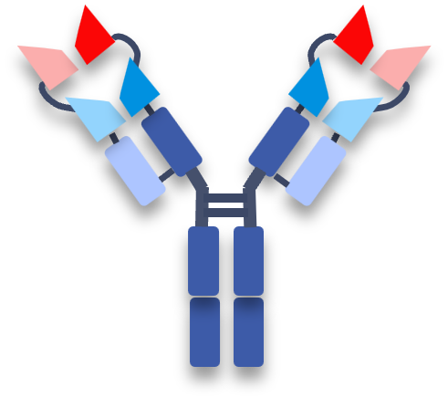 Fig.4 Diabody-Fc fusion protein. (Creative Biolabs Original)