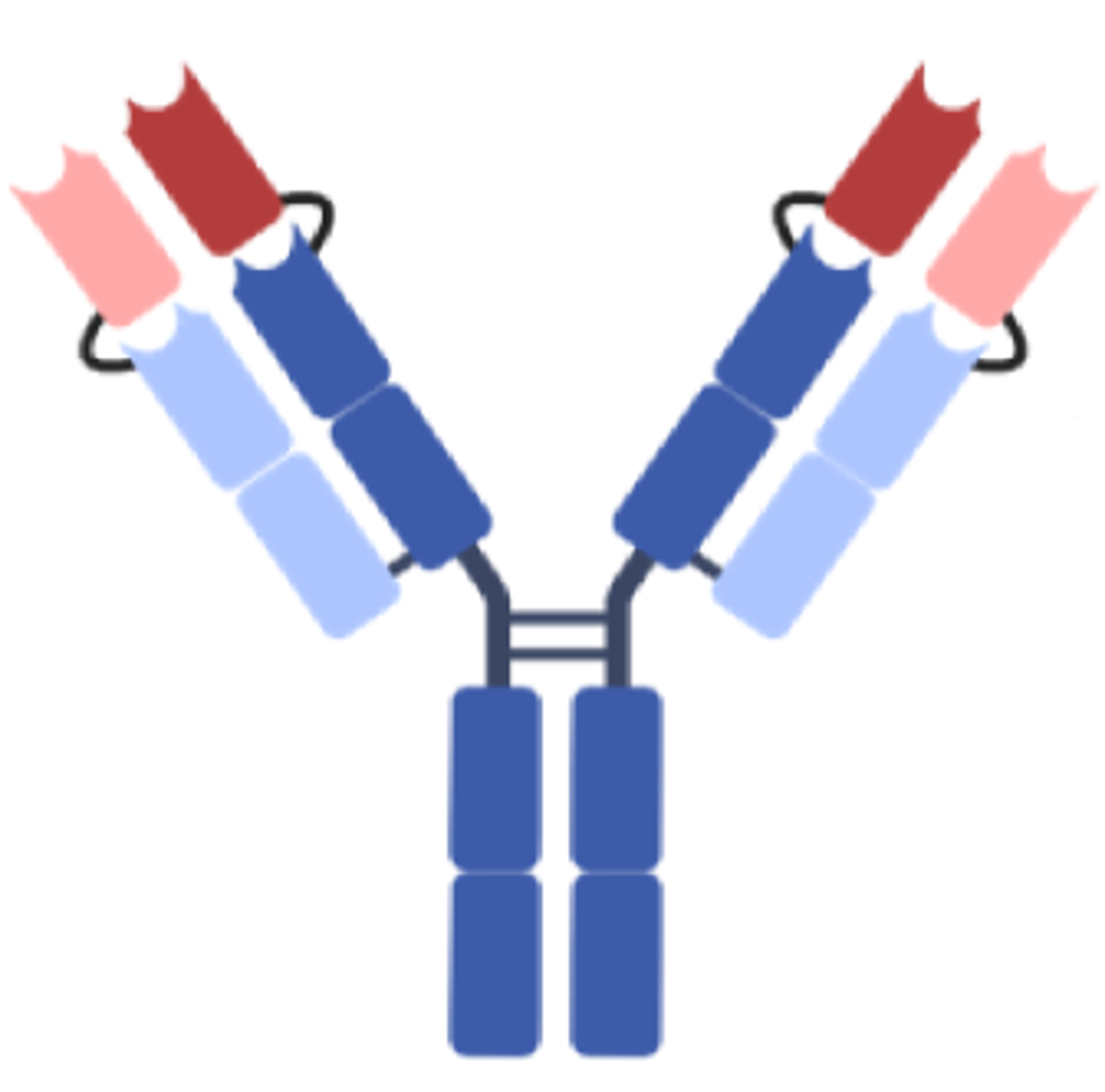 Fig.5 Double variable domain IgG. (You, et al., 2021)