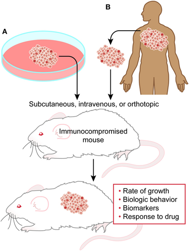 Fig.1 Xenograft models. (Kohnken, Pierluigi & Anjali, 2017)