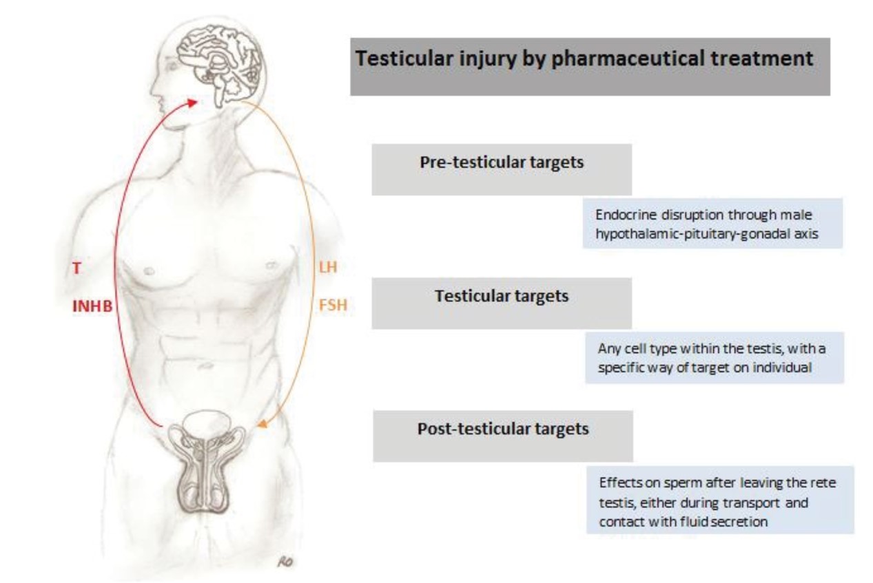 Fig.1 Pharmacological drugs' possible impact on the male reproductive system. (Sousa, et al., 2017)