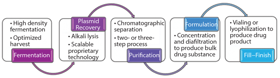 GMP Plasmid Manufacturing