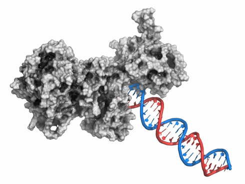 Fig.3 (Creative Biolabs Original)