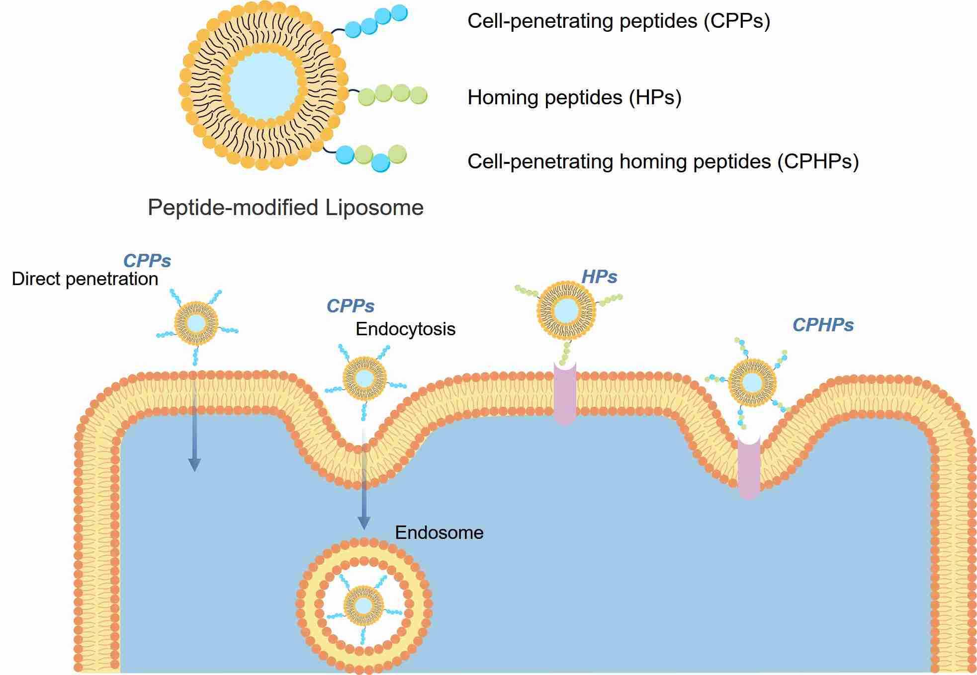 Classification of typical functional peptide for liposome. (Creative Biolabs Original)