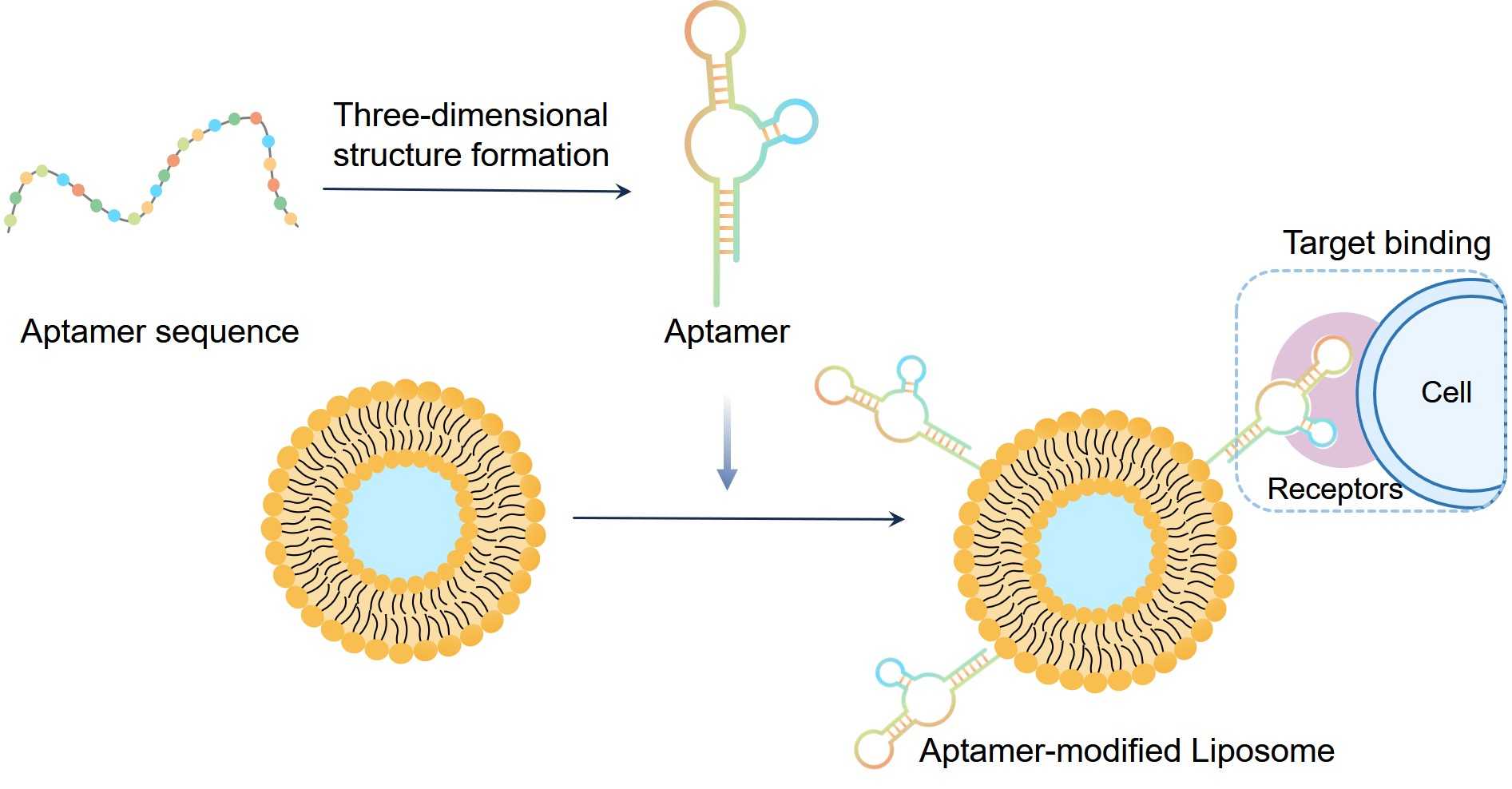 Preparation and function of aptamer-modified liposomes. (Creative Biolabs Original)