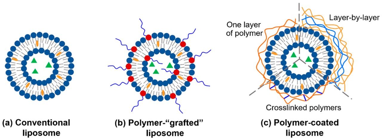 Schematic representation of polymer-modified liposomes. (Cao, Yifeng, Xinyan Dong, and Xuepeng Chen, 2022)