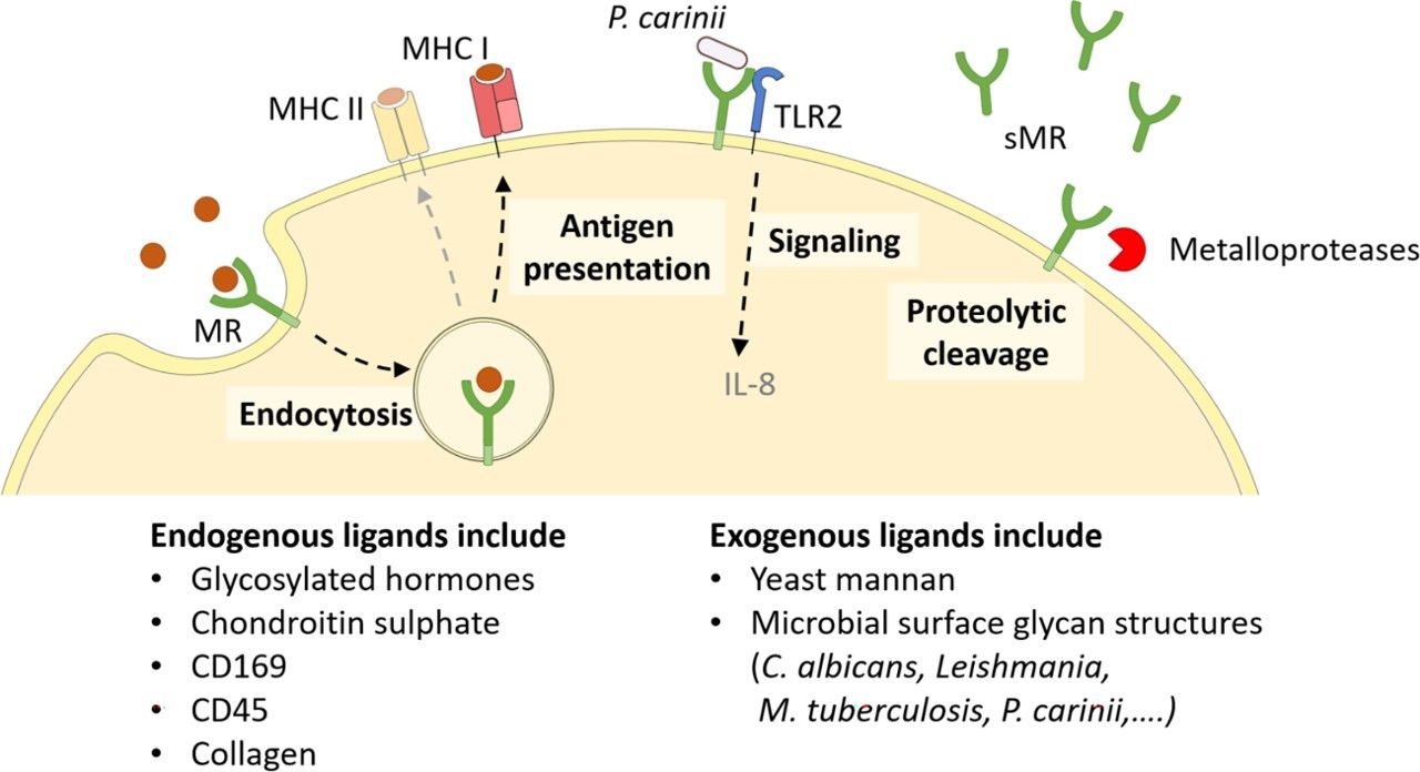 Cellular functions of the mannose receptor (MR) (Van der Zande, et al., 2021)