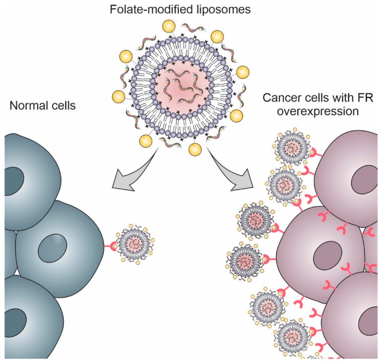 Schematic representation of folate receptors (FR) overexpression in cancer cells compared with normal cells. (Luiz, Marcela Tavares, et al., 2022)