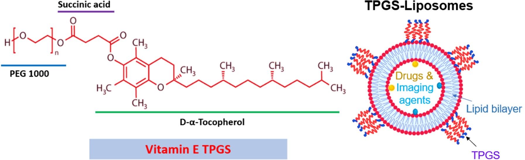 Structure of the TPGS and TPGS -modified liposome. (Farooq, Muhammad Asim, and Natalie L. Trevaskis, 2023)