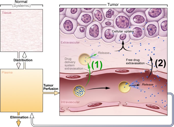 Intravascular-triggered release. (Ten et al., 2021)