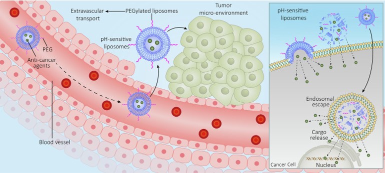 Mechanism of pH-sensitive liposomes. (Ashrafizadeh, et al, 2022)