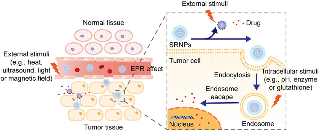 Stimuli-responsive liposomes. (Li, et al., 2020)