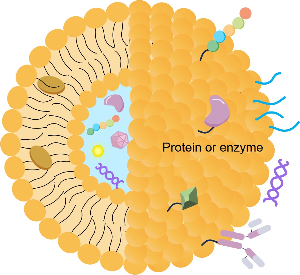 (Creative Biolabs Original)