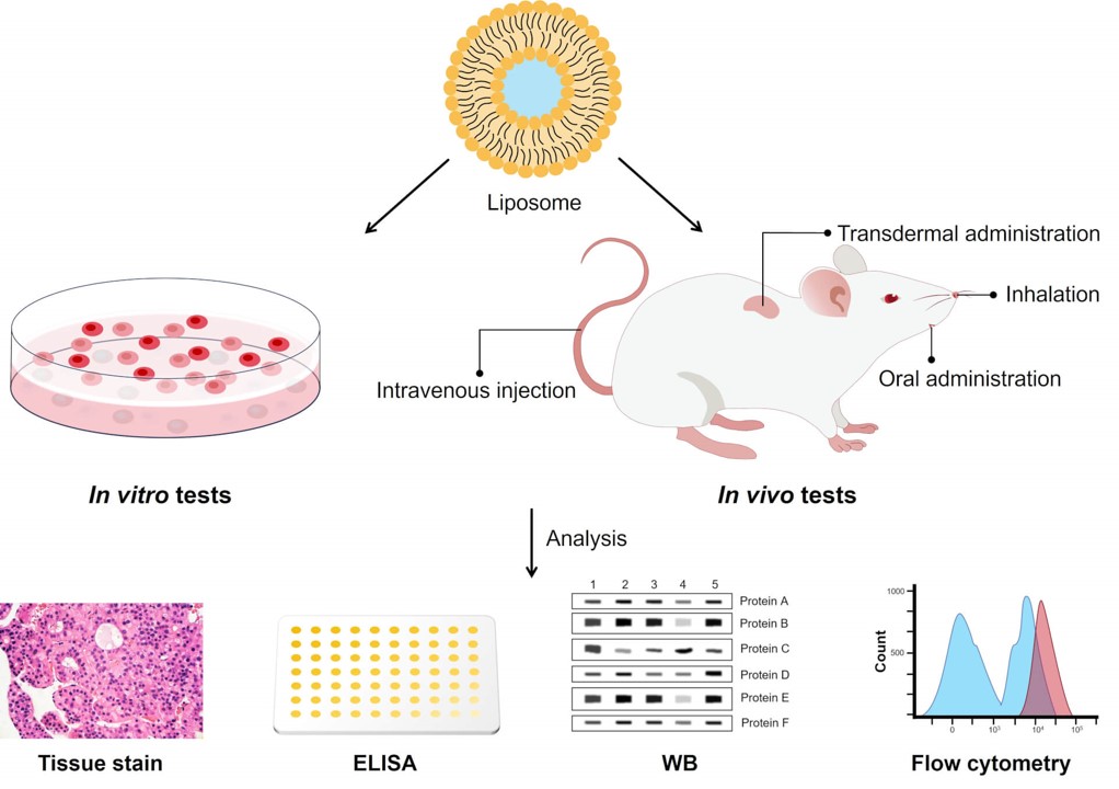 The service content of pharmacodynamic study in Creative Biolabs. (Creative Biolabs Original)