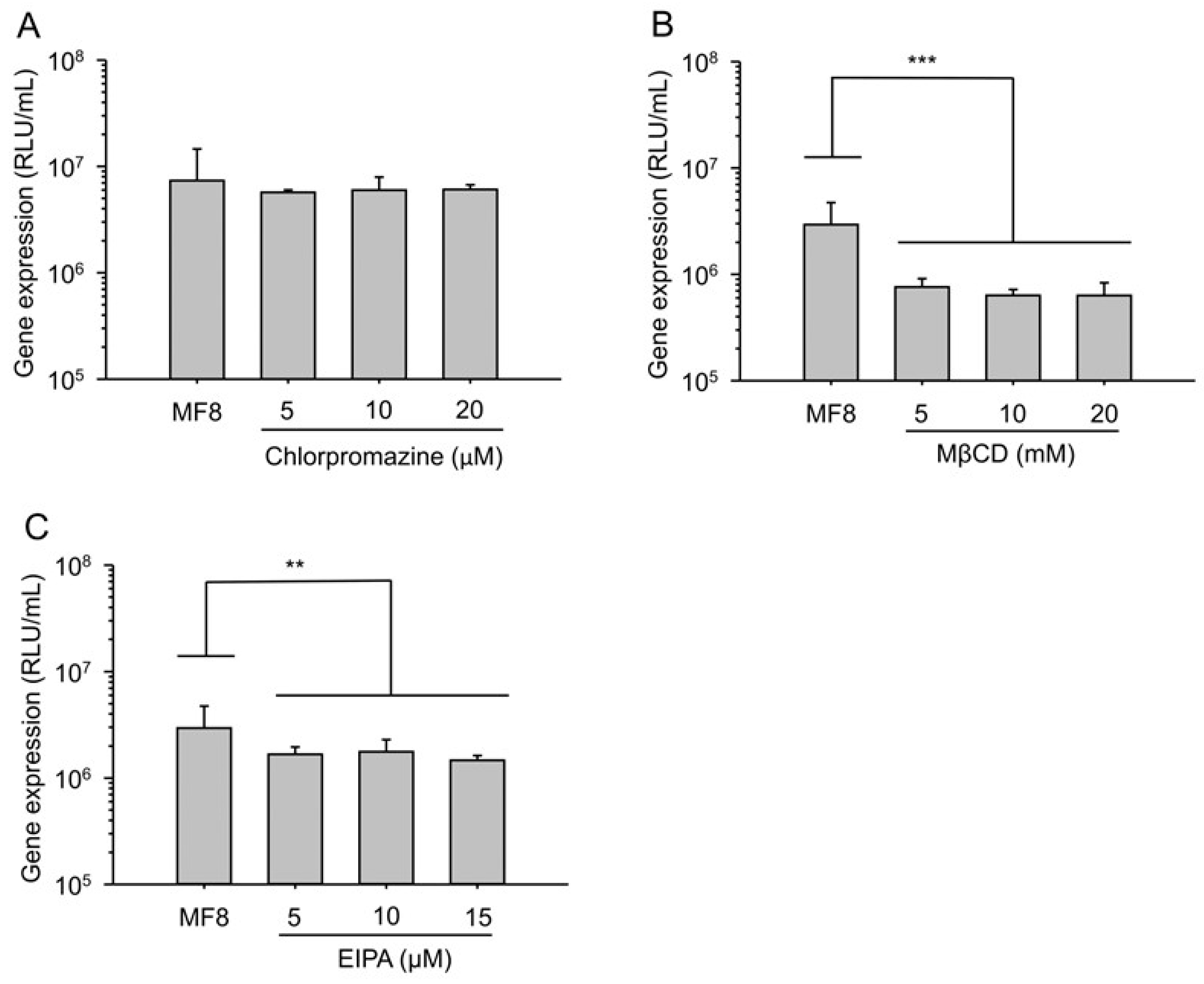 The transfection mechanism of ELNPs was assessed by endocytosis inhibition experiments. (Helgudóttir, Steinunn Sara, et al., 2024)