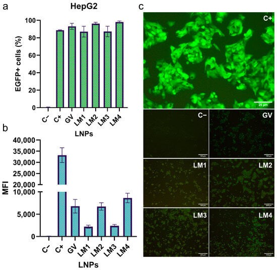 HepG2 cells transfection by the different LM formulations. (Gambaro, Rocío, et al., 2024)