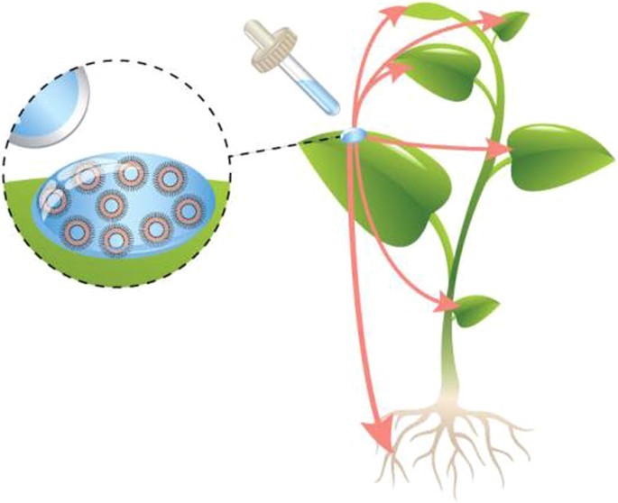 Liposomes enhance foliar feeding efficiency of active agricultural ingredients. (Karny, Avishai, et al, 2018)