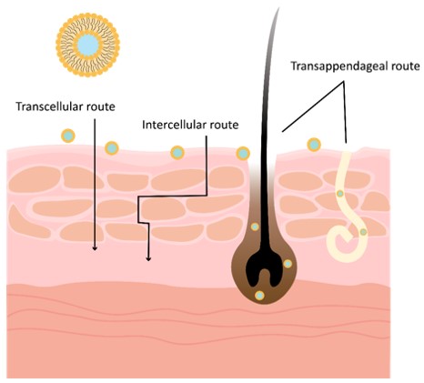 Different routes for transdermal delivery. (Creative Biolabs Original)