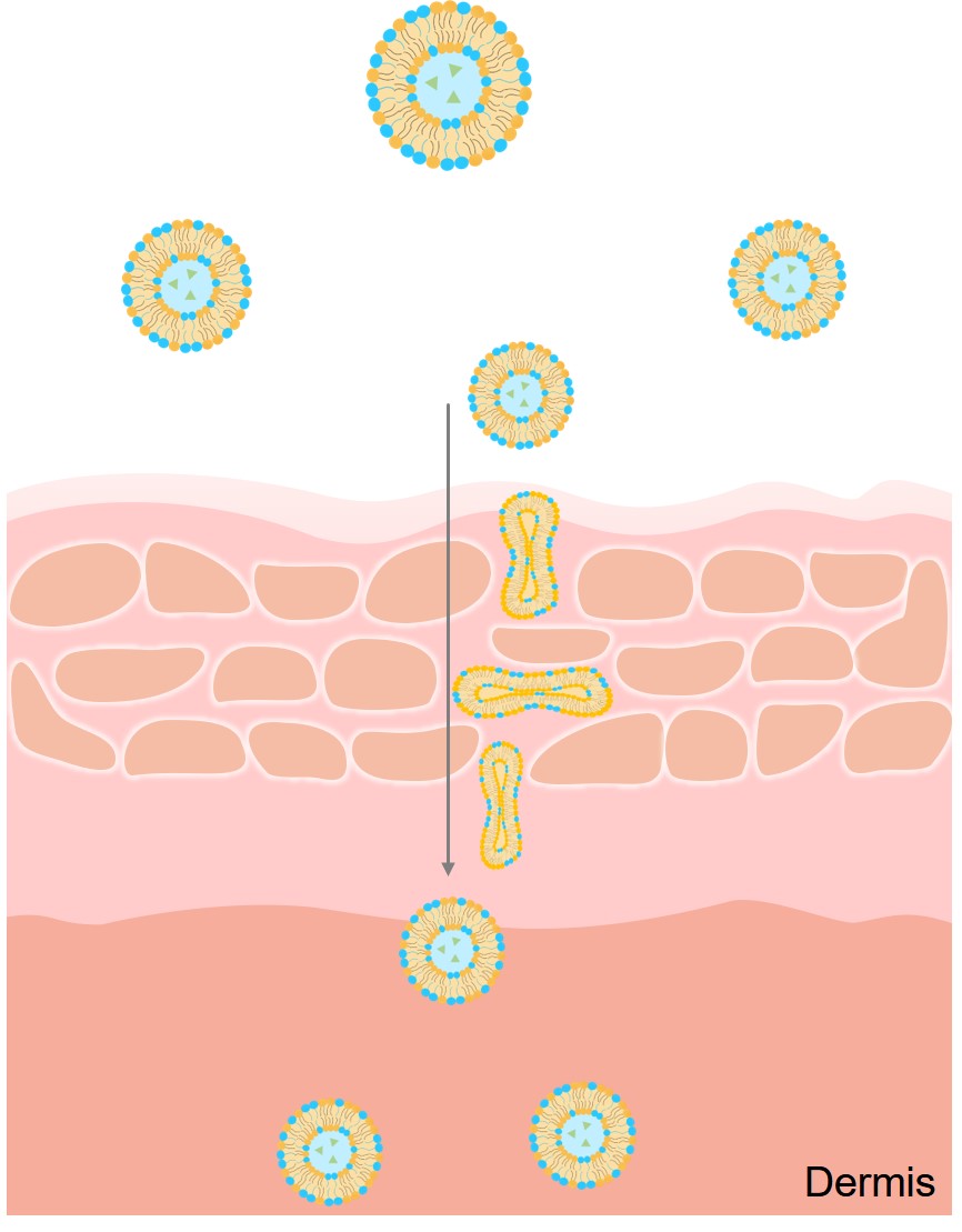 Flexible liposomes' transdermal delivery process. (Creative Biolabs Original)