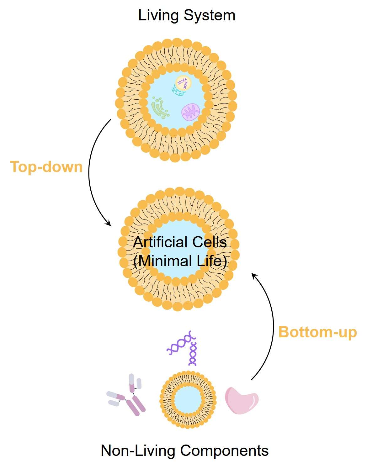 Two methods of artificial cell construction. (Creative Biolabs Original)