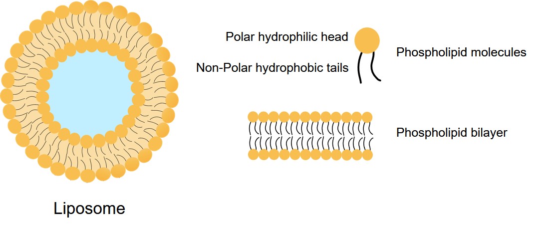 Liposome. (Creative Biolabs Original)