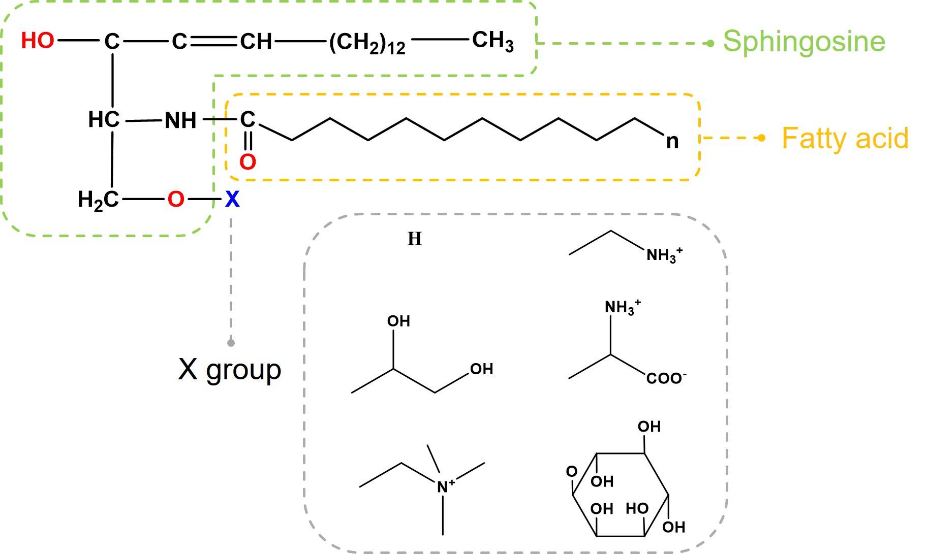 Schematic diagram of the structure of sphingolipids. (Creative Biolabs Original)