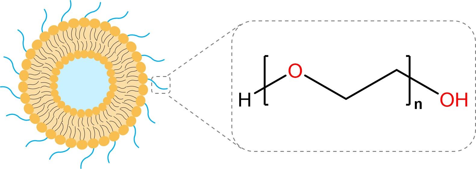 PEGylated liposomes. (Creative Biolabs Original)