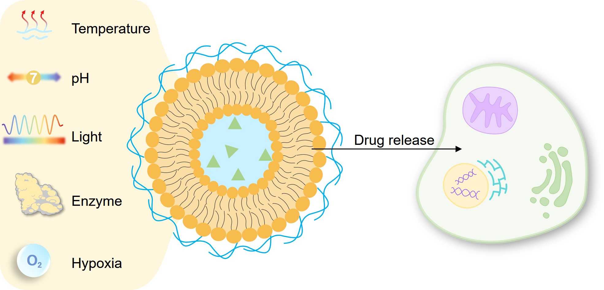 Liposomes modified with different stimuli-responsive polymers. (Creative Biolabs Original)