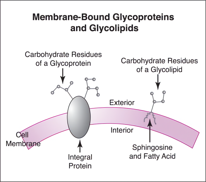 glycolipids in cell membrane