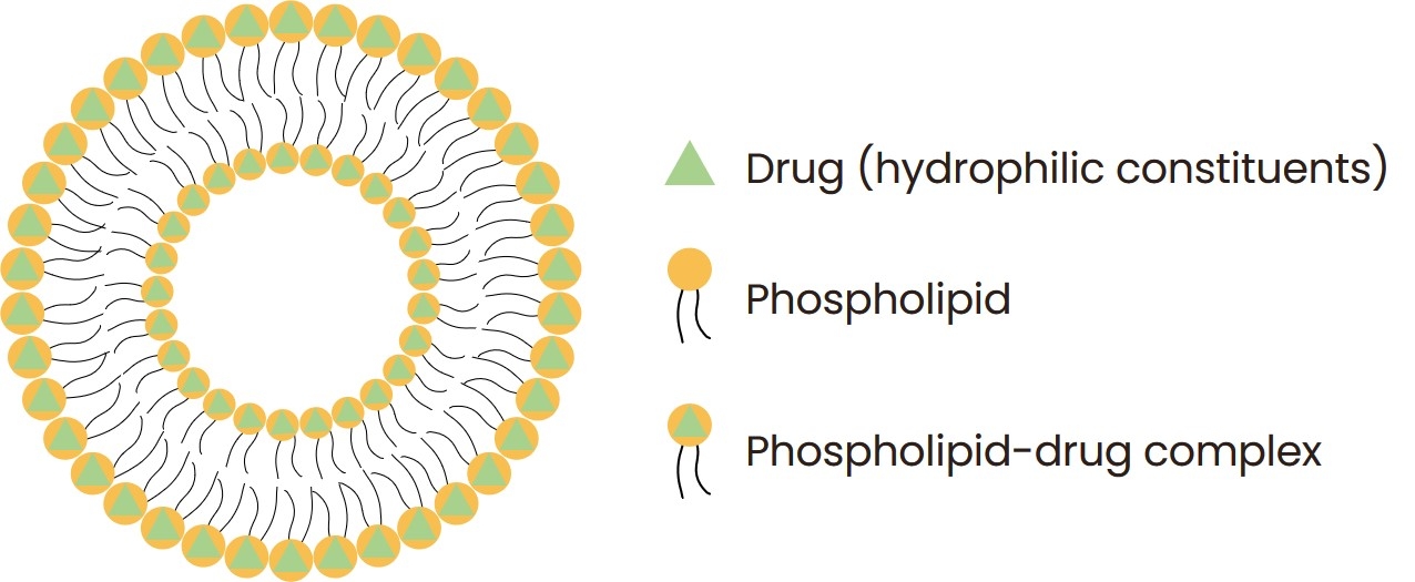 Fig.1 Structure of phyto-phospholipid complexes. (Creative Biolabs Original)