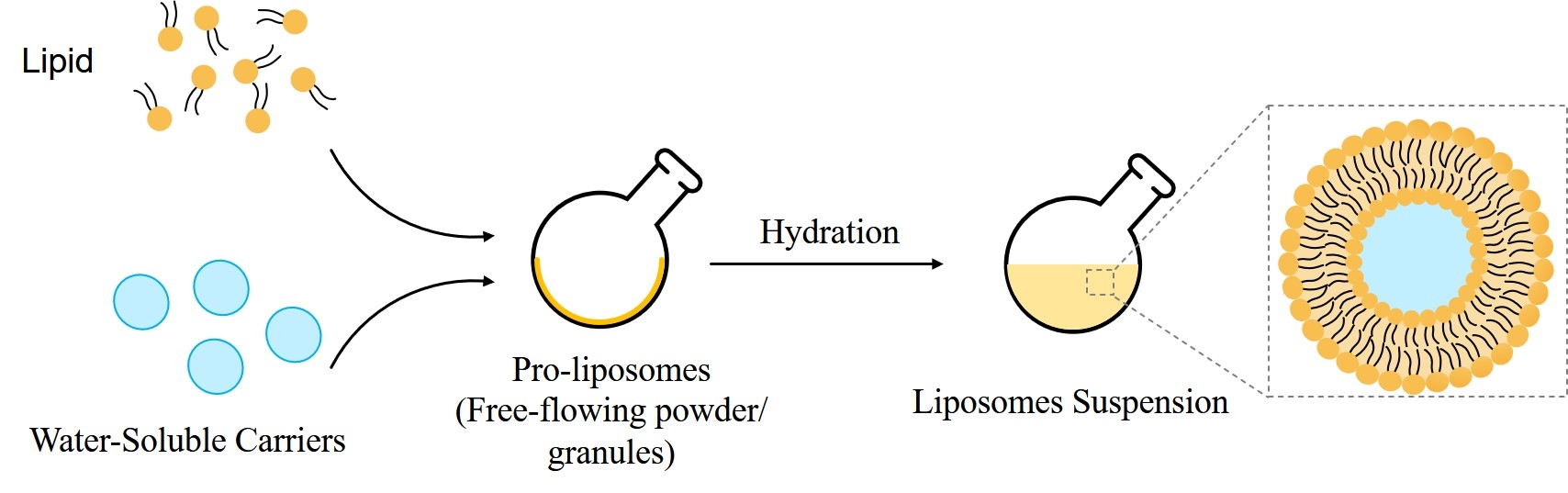 Fig.1 Synthesis of Proliposomes. (Creative Biolabs Original)