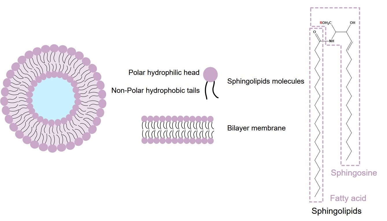 Fig.1 Structure of sphingosome. (Creative Biolabs Original)