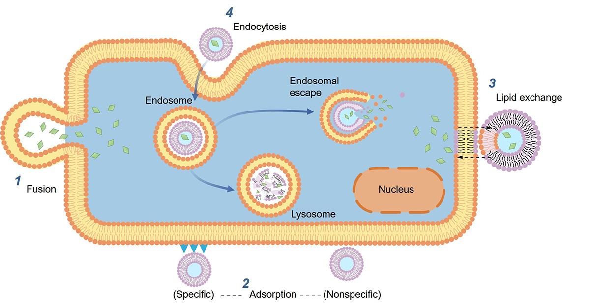 Fig.1 Transport mechanism of sphingolipid-liposomes at cellular level. (Creative Biolabs Original)