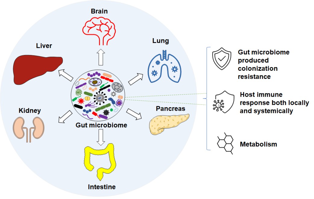 Gut microbiome associates with disease through different axes via different mechanisms.