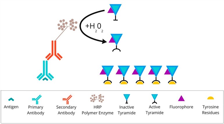 Overview of tyramide signal amplification technique.