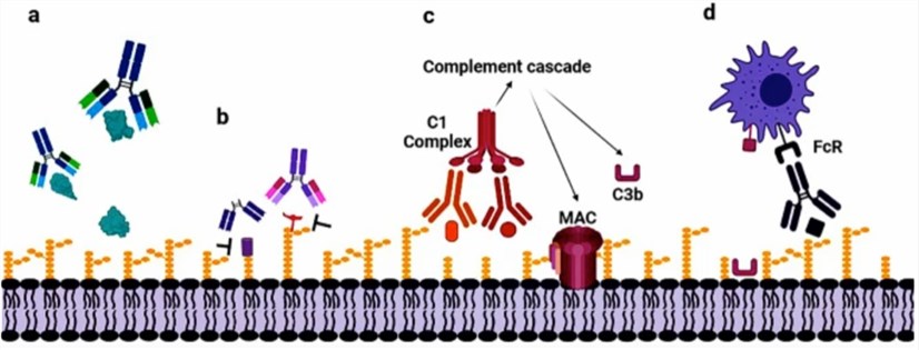 Modes of actions of anti-bacterial mAbs.