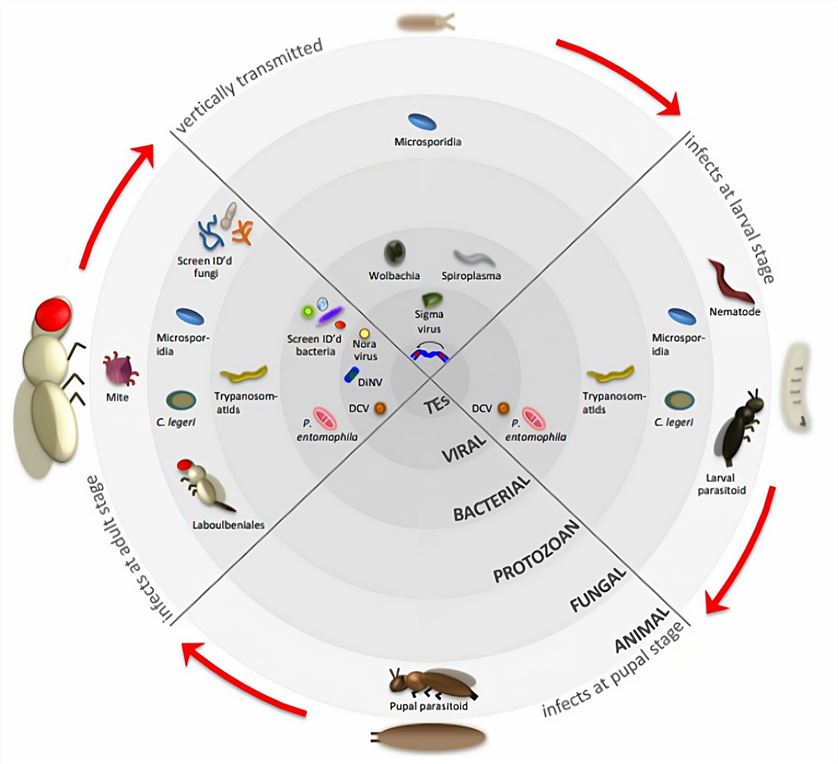 The natural parasites of Drosophila. 