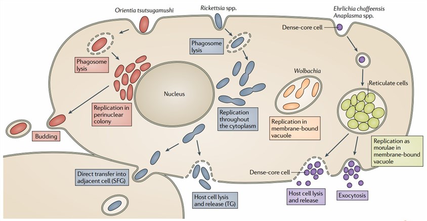 Overview of the intracellular life cycles of rickettsiales. 